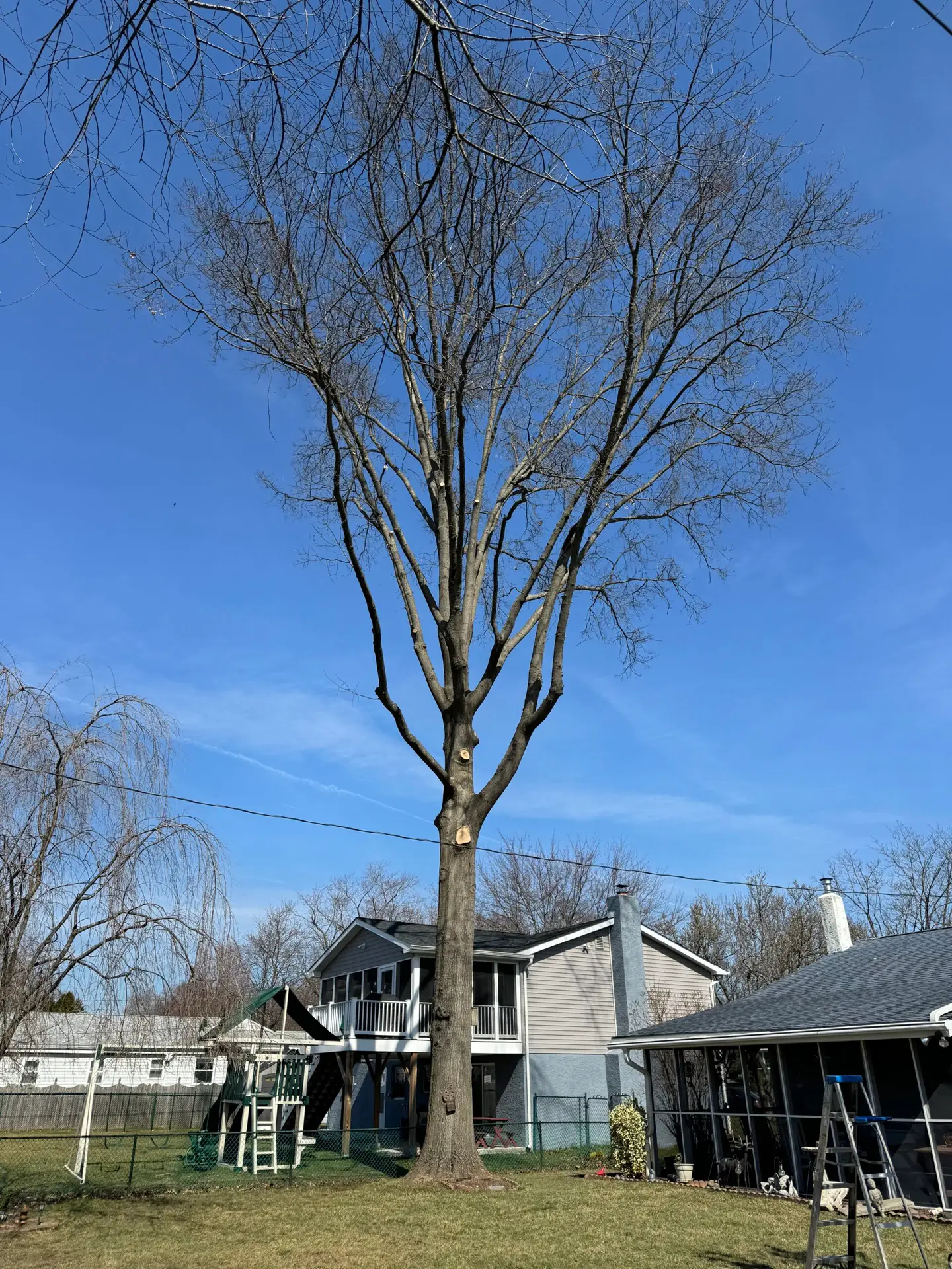 after tree trimming