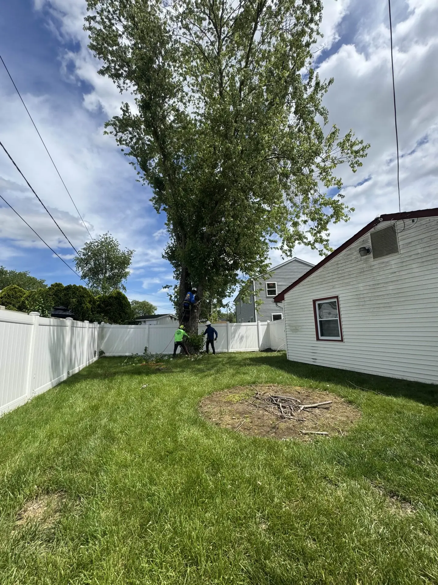 before tree removal
