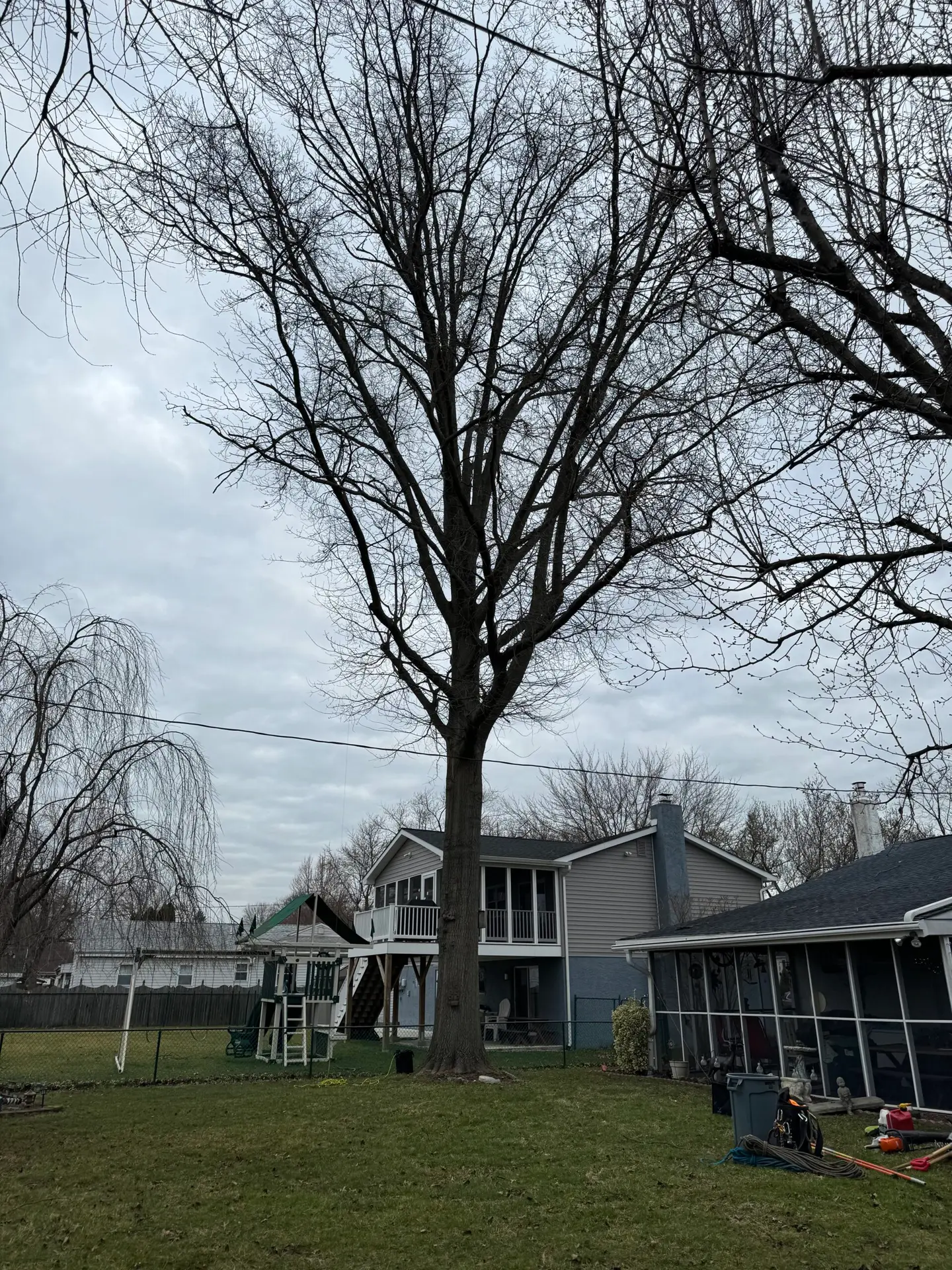 before tree trimming