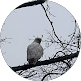  Phillip S (Buzz Buzzard)